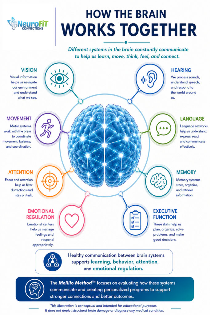 How the hemispheres work together.